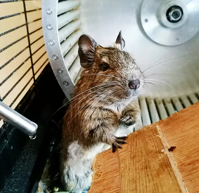 Why Homeowners & Businesses Trust Us Crest Hill, IL?